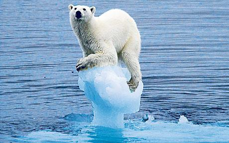 climate-change bear