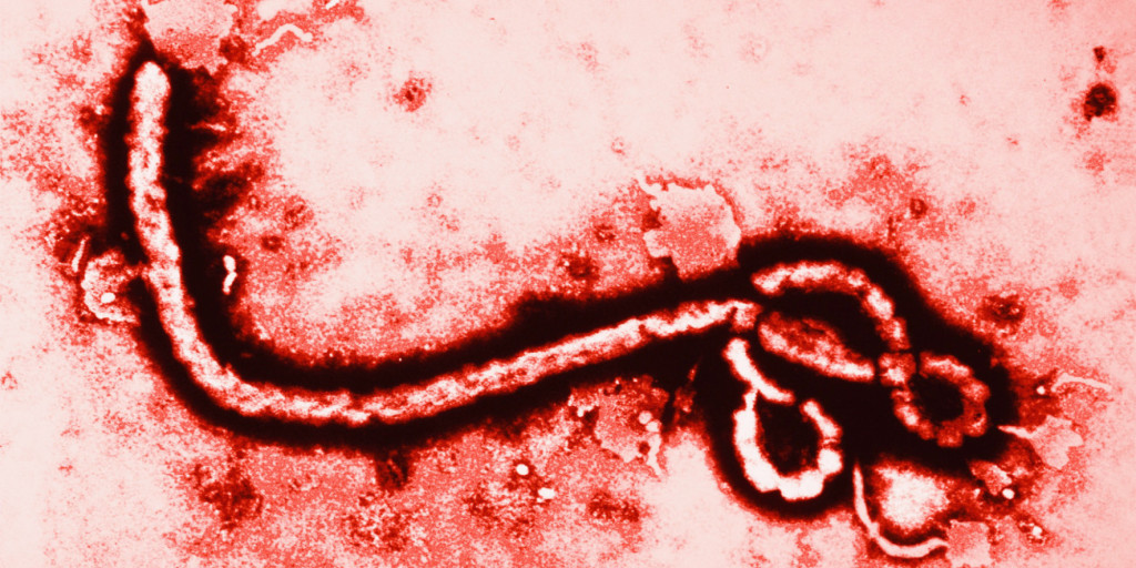 ebola-strain